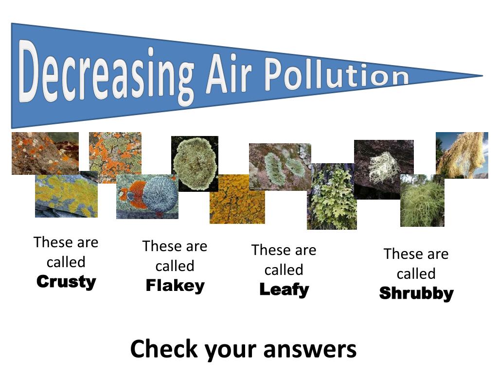 PPT Pollution and Bioindicators PowerPoint Presentation, free