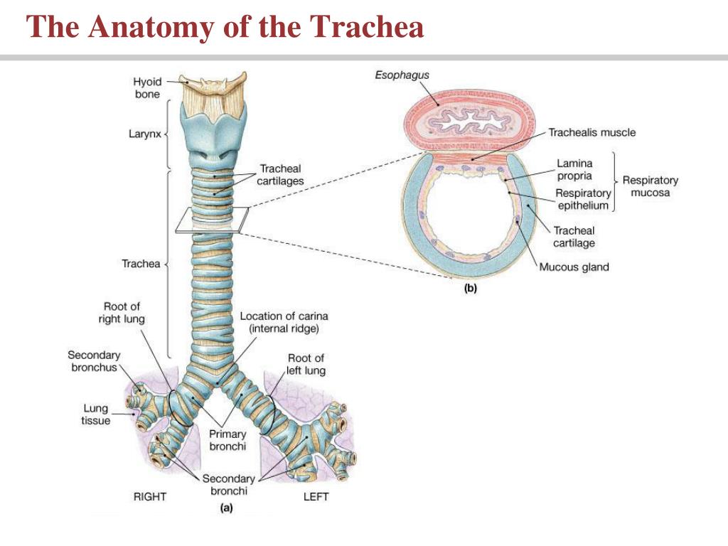 Бронхи на латыни. Trachea анатомия. Дыхательная система трахея анатомия человека. Гортань трахея бронхи пищевод. Трахея анатомия Неттер.