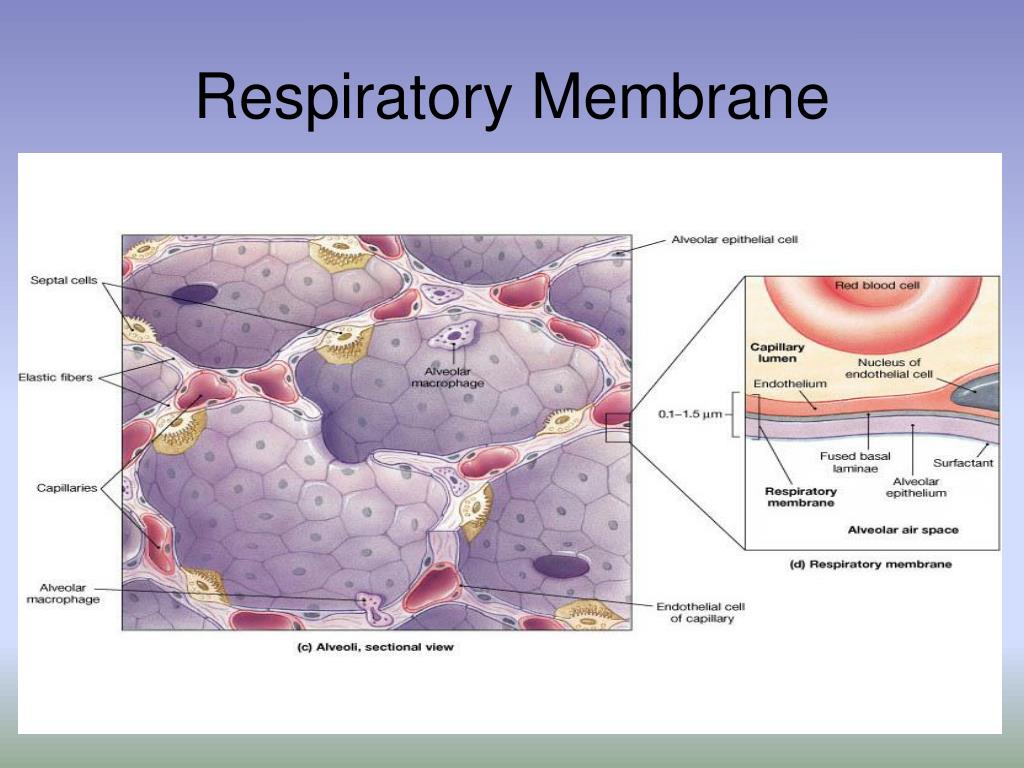 PPT - Respiratory System PowerPoint Presentation, free download - ID
