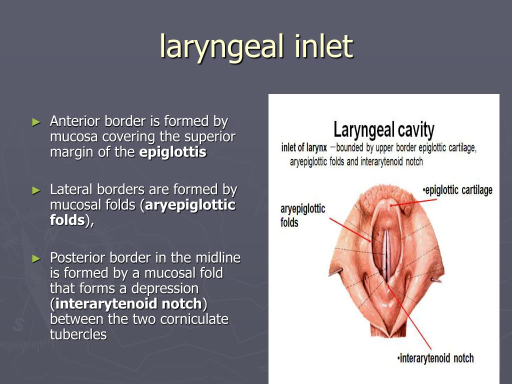 Laryngeal Inlet