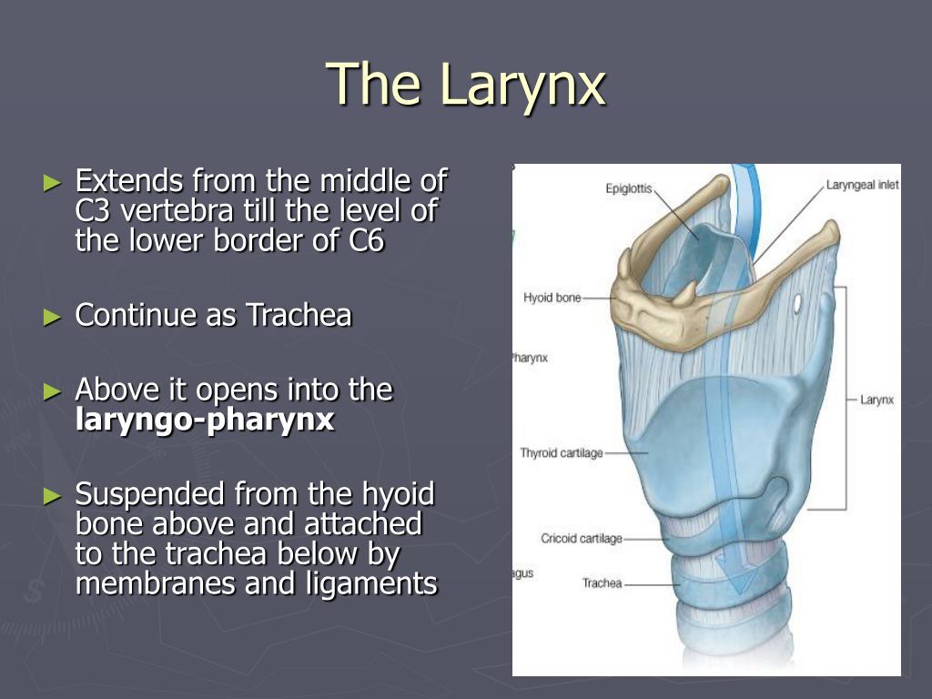PPT - The Larynx PowerPoint Presentation, free download - ID:5370168