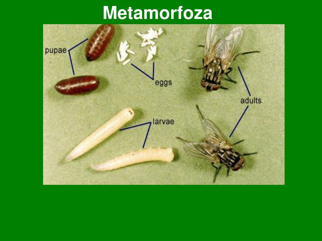 Личинка похожа на взрослую особь. Личинки и куколки синантропных мух. Личинки мух стадии развития. Развитие личинки мухи. Этапы развития мухи.