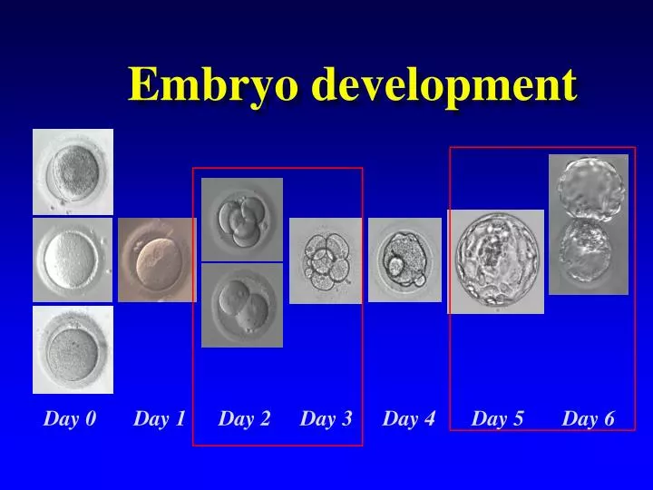 PPT - Embryo development PowerPoint Presentation - ID:5371065