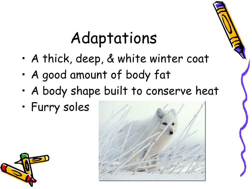 Ppt The Arctic Fox Powerpoint Presentation Free Download Id5371128
