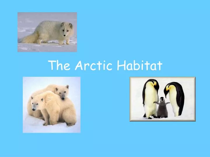 PPT - The Arctic Habitat PowerPoint Presentation, free download - ID:5371133