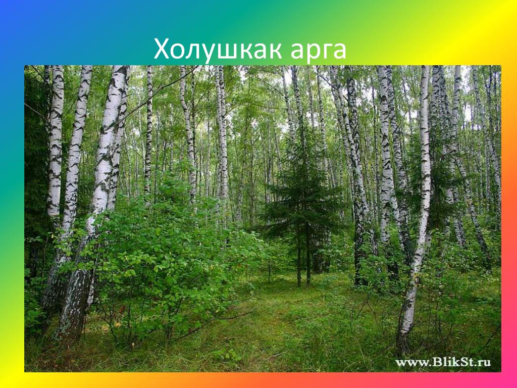 Живые организмы смешанного леса. Смешанный лес. Смешанные леса России. Смешанные леса растения. Смешанные леса 4 класс.