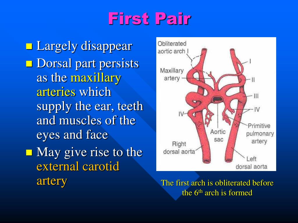 aortic arch