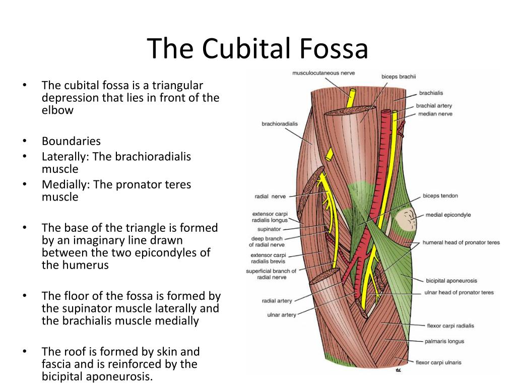 Локтевая ямка содержимое. Cubital Fossa of the forearm. Fossa cubiti границы. Fossa poplitea анатомия. Fossa cubitalis границы.