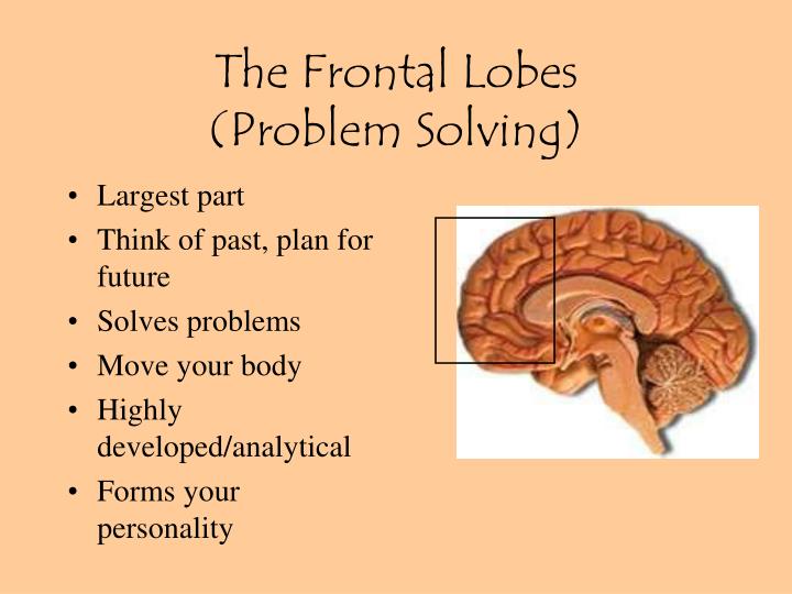 part of the brain problem solving
