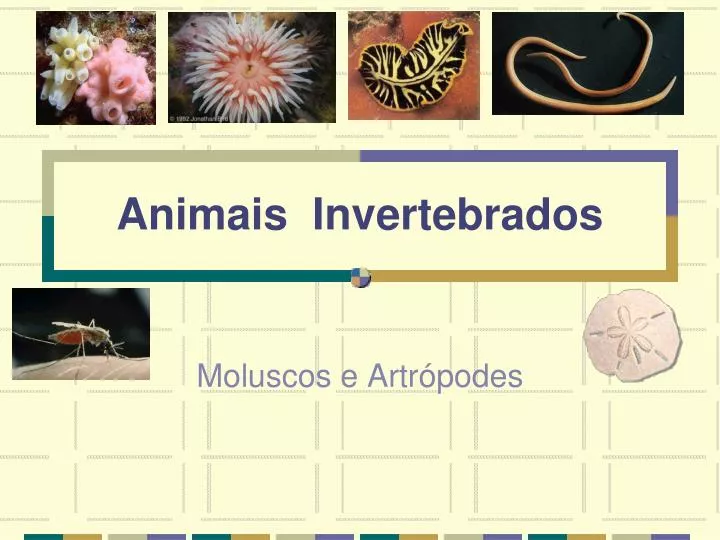 Como é Feita A Movimentação Dos Animais Invertebrados